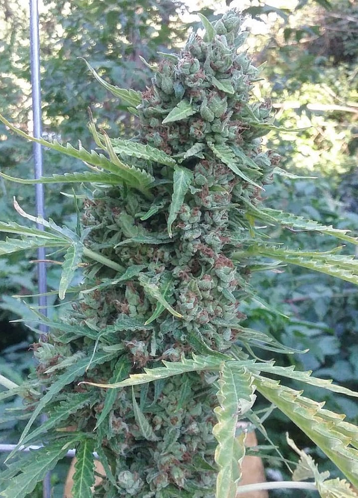 Auto Zamaldelica von ACE Seeds