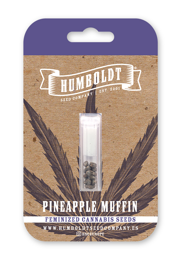Pineapple Muffin von Humboldt Seed Company