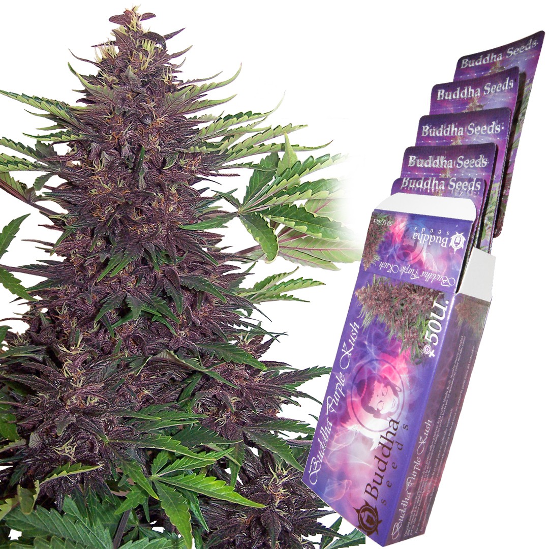 Buddha Purple Kush Auto Buddha Seeds