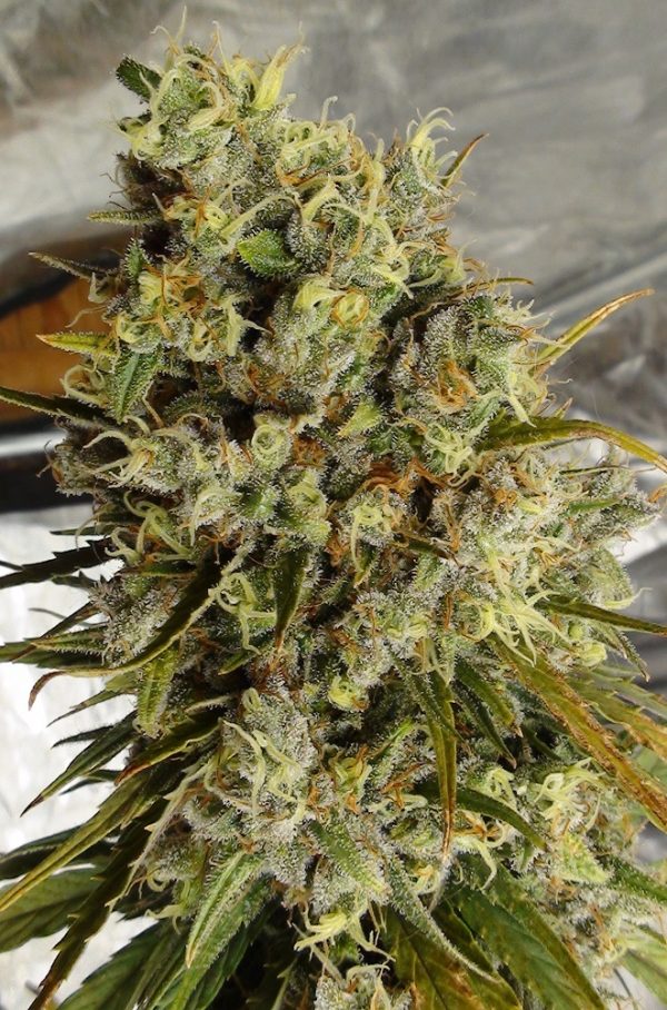 C5 Haze x Kali China von ACE Seeds