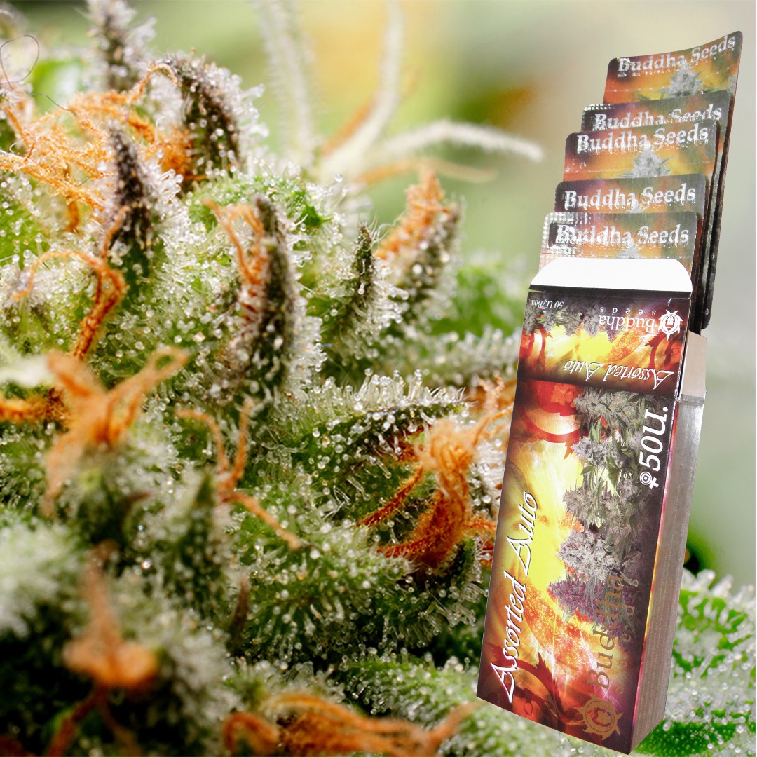 Assorted Auto Buddha Seeds
