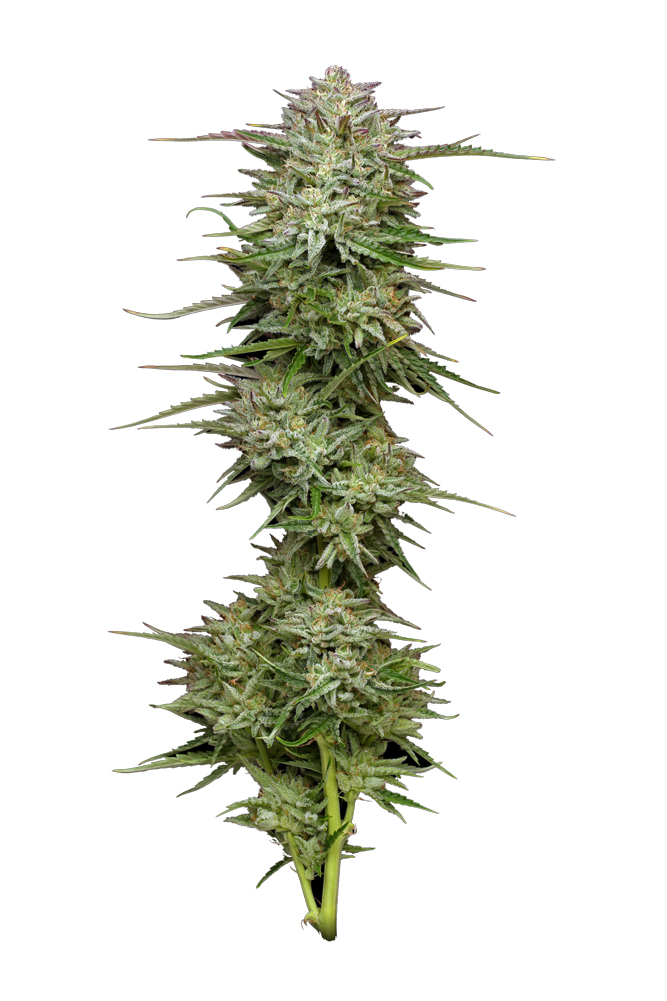 Pound Town Auto von Humboldt Seed Company