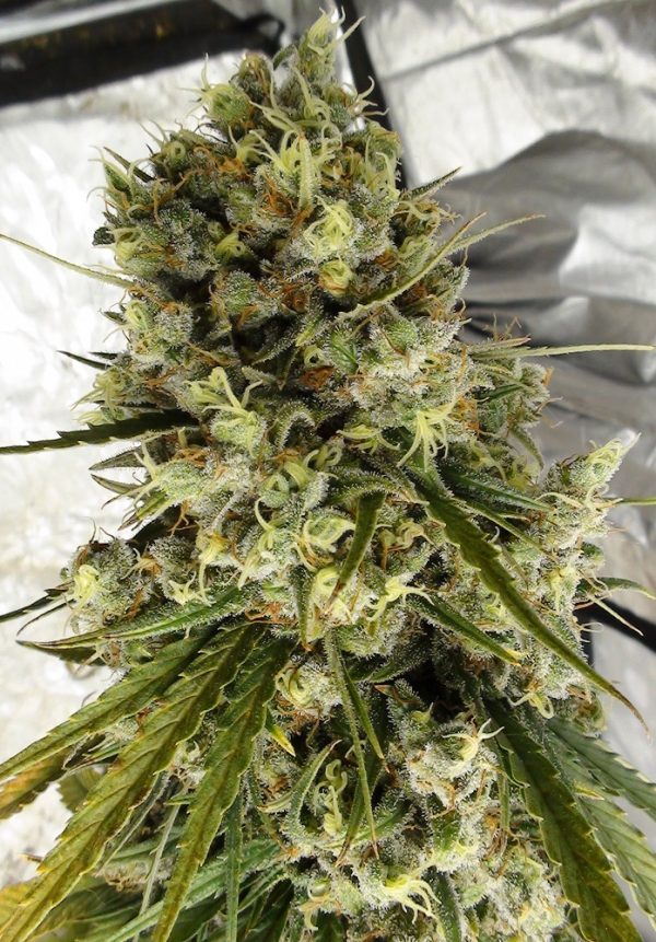 C5 Haze x Kali China von ACE Seeds