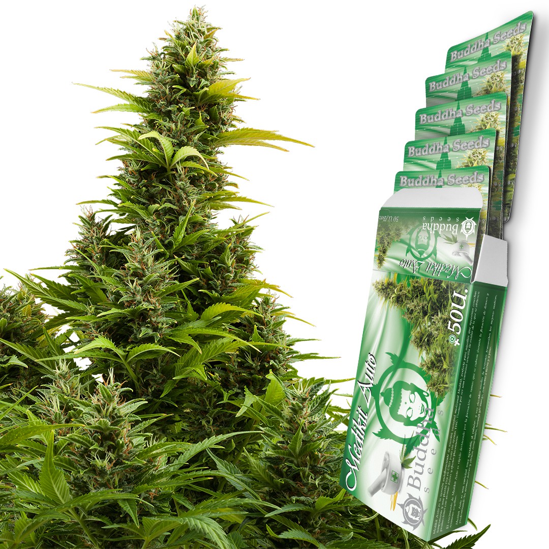 Medikit Auto Buddha Seeds