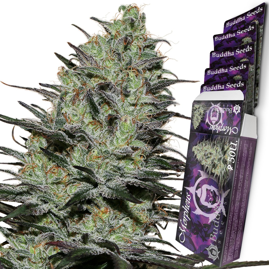 Morpheus Buddha Seeds