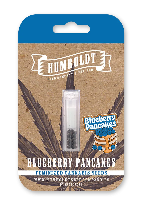 Blueberry Pancakes von Humboldt Seed Company