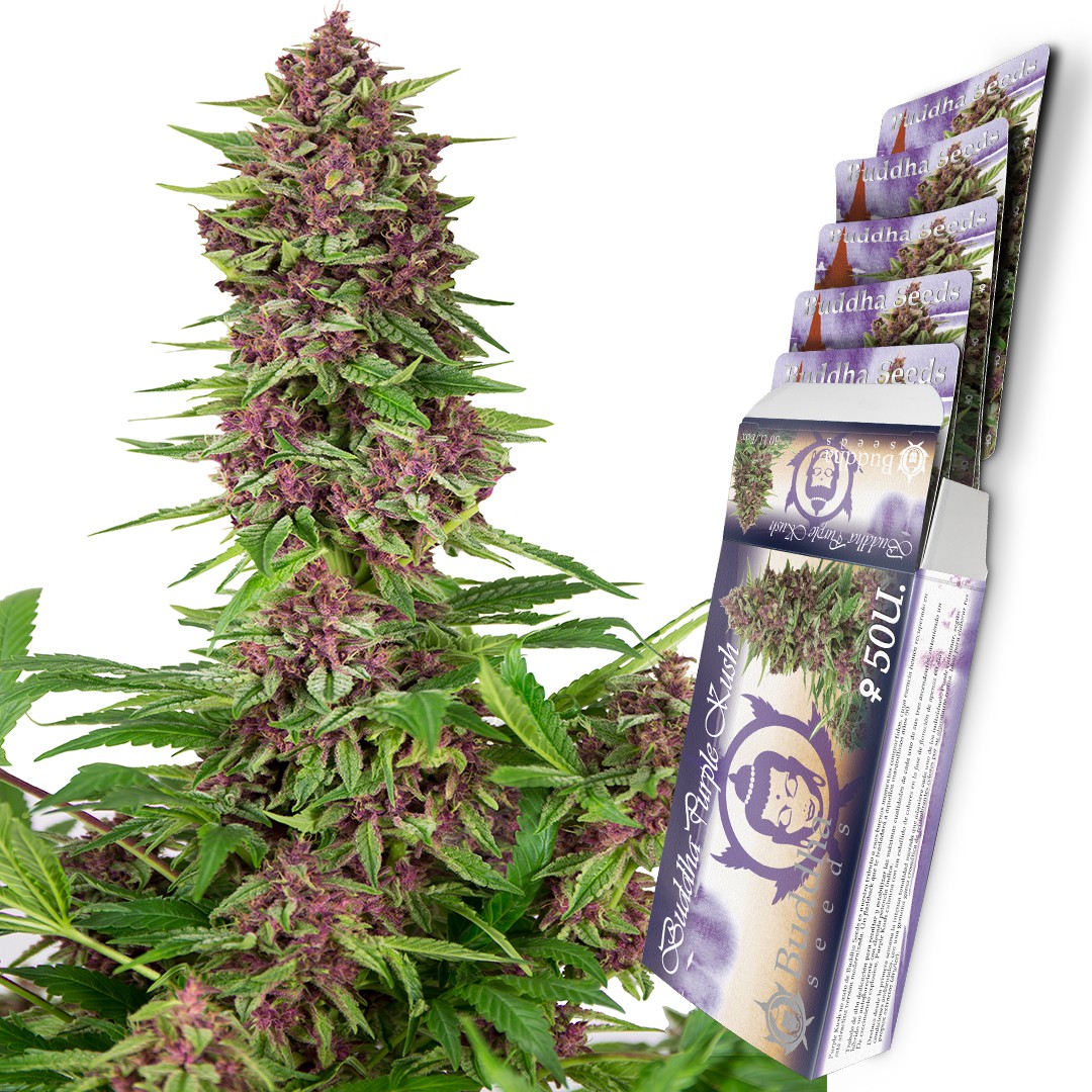 Buddha Purple Kush Buddha Seeds