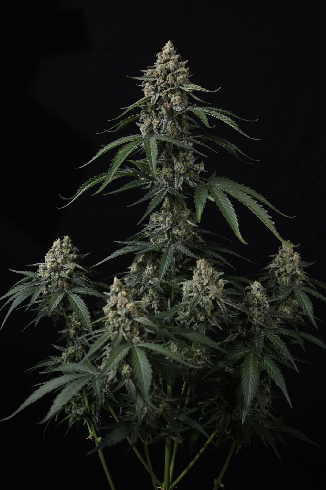 Banana Cherry Cookies Auto von Fast Buds