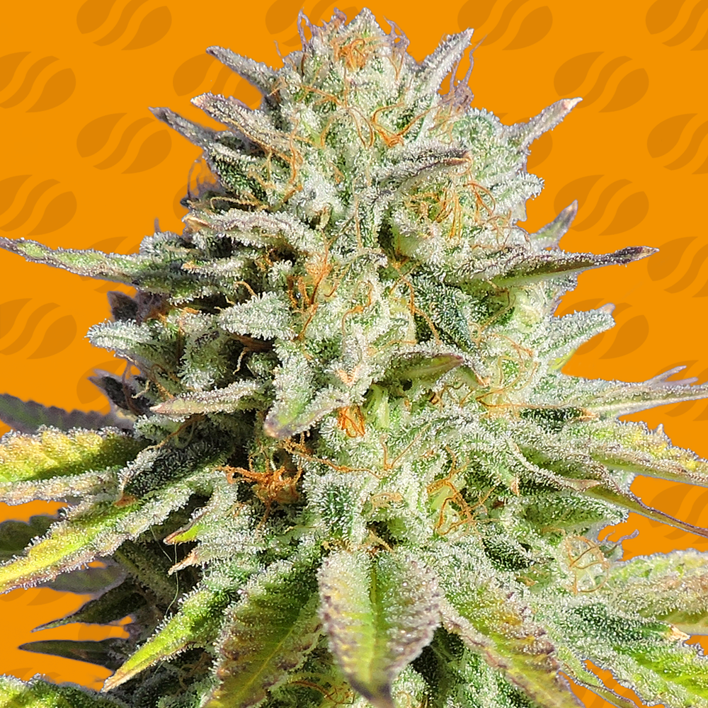 GG 4 Original Glue Original Sensible Seeds