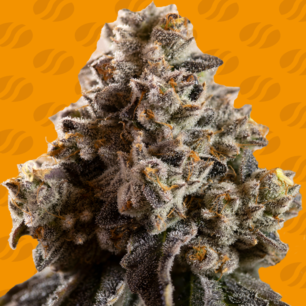 Alien Moonrocks Original Sensible Seeds