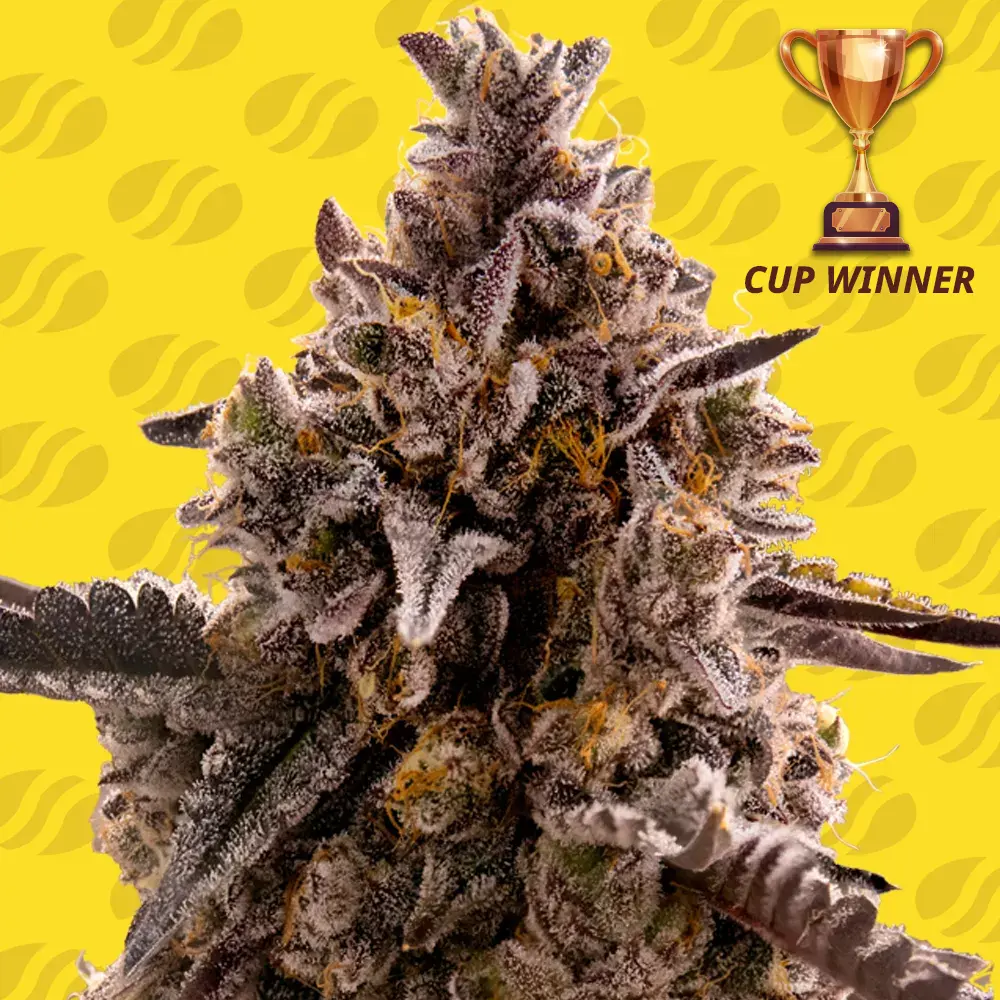 Black Orchid Auto Original Sensible Seeds
