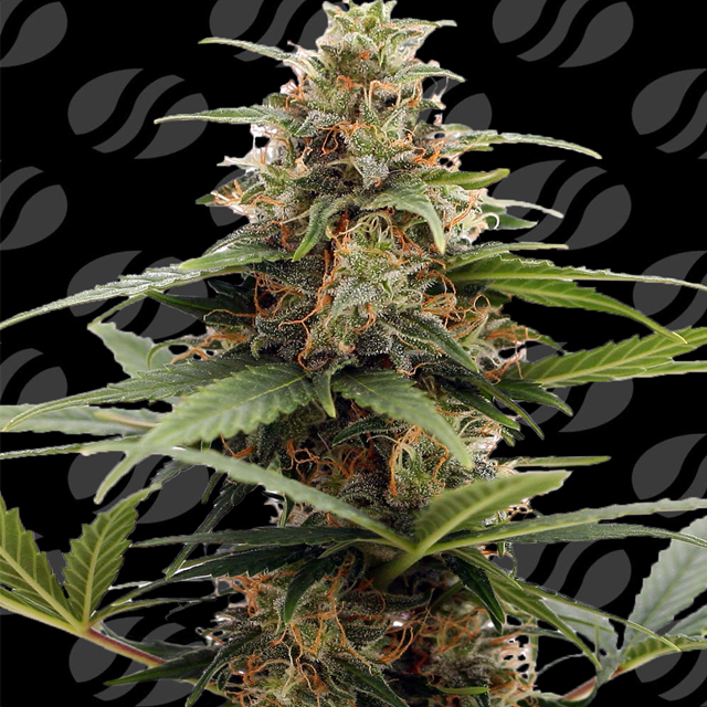Orange Ooze Original Sensible Seeds
