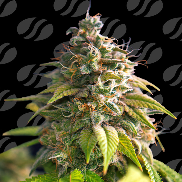 Citrus Slurp Original Sensible Seeds
