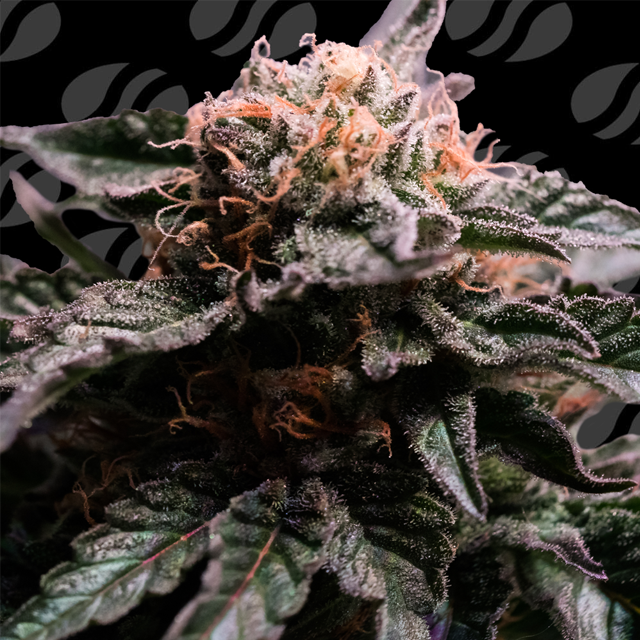 Banana Fumes Original Sensible Seeds