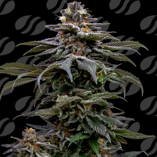 Purple Overload Original Sensible Seeds