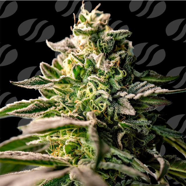 Zingatsu Original Sensible Seeds