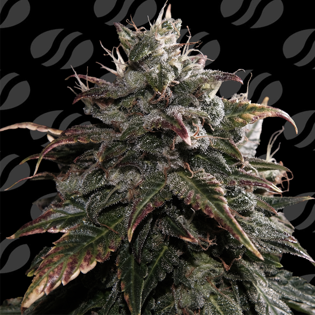 Papaya Stank Original Sensible Seeds
