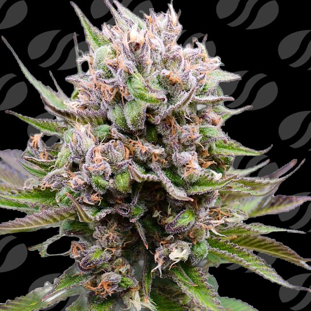 Auto Cotton Berry Rush Original Sensible Seeds