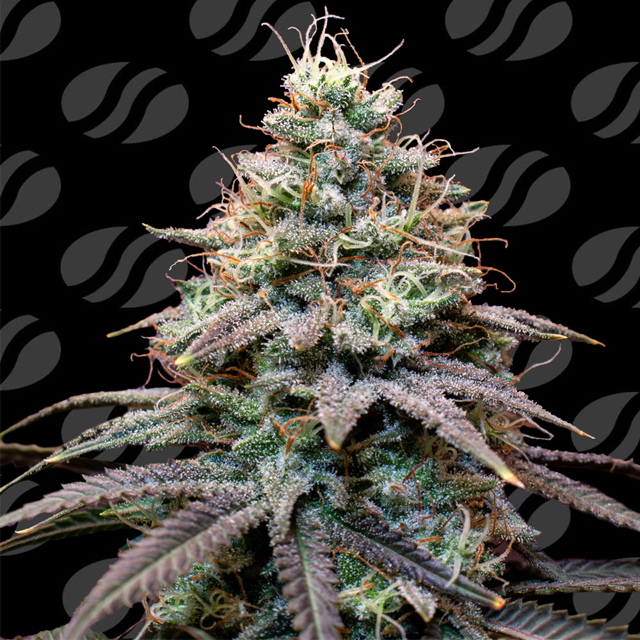 FumePop Auto Original Sensible Seeds