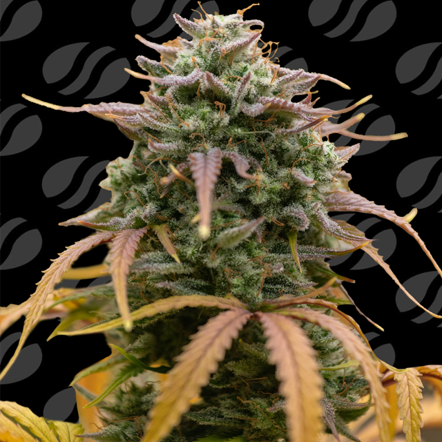 Pineapple Pulse Auto Original Sensible Seeds