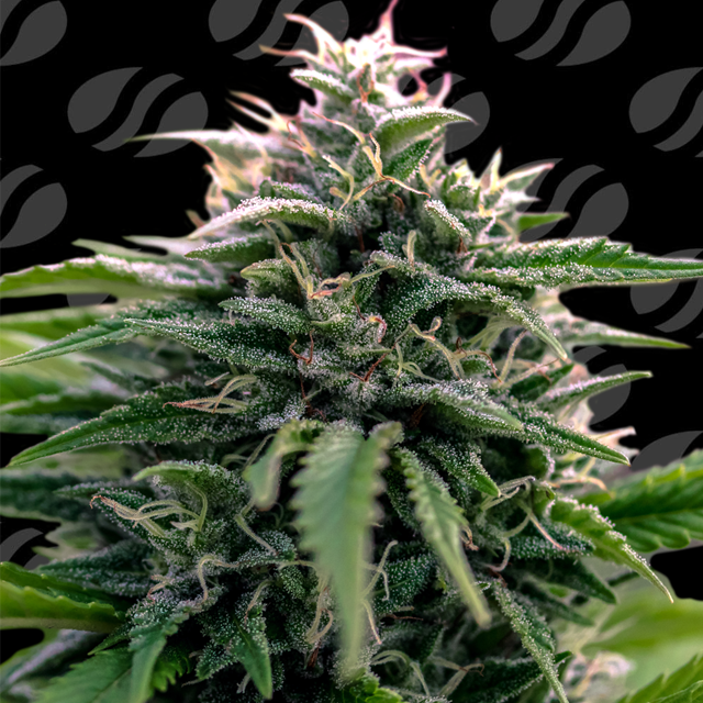 Creamzilla Auto Original Sensible Seeds