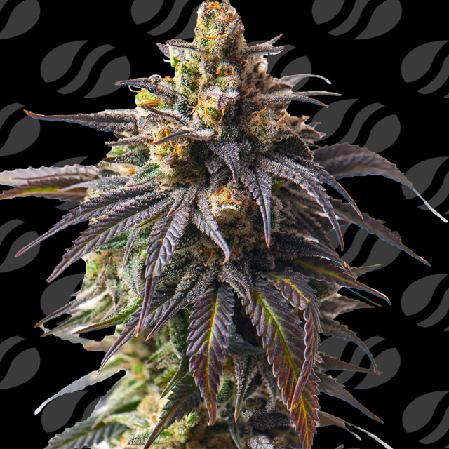 Auto Velvet Drip Original Sensible Seeds