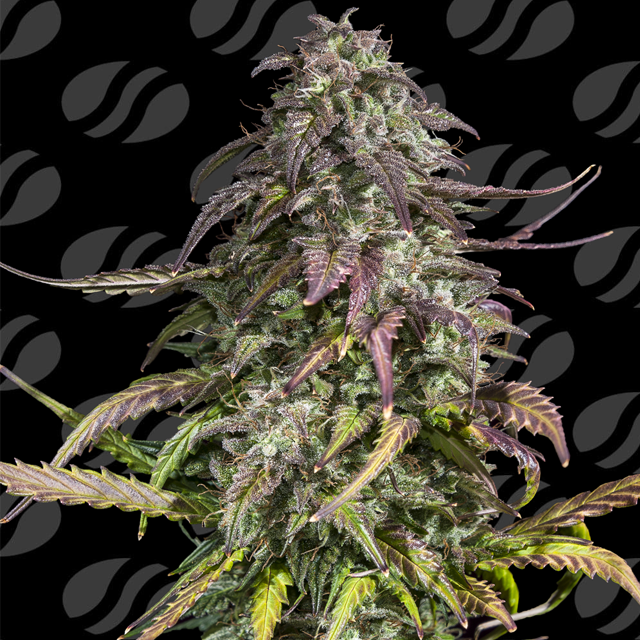 Melon Mosh Auto Original Sensible Seeds