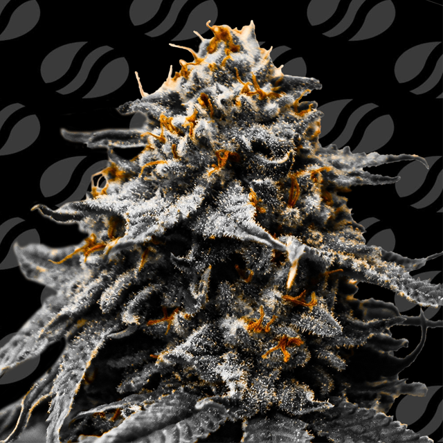 Auto Twilight Zlush Original Sensible Seeds