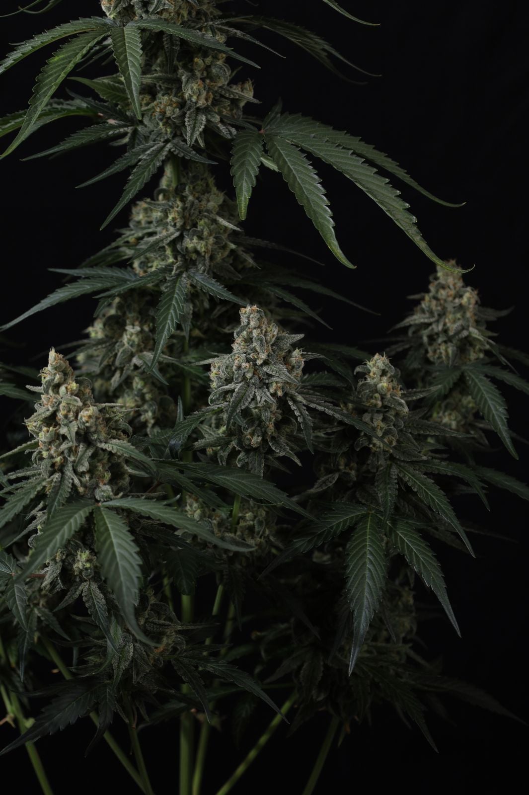 Banana Cherry Cookies Auto von Fast Buds