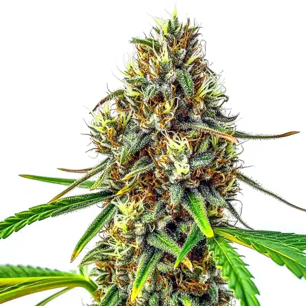 Cindy 99 Regular Blimburn Seeds