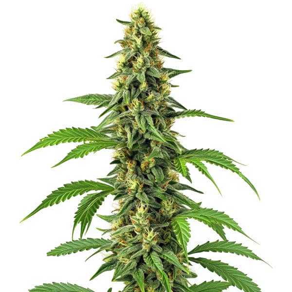 Guanabana Blimburn Seeds