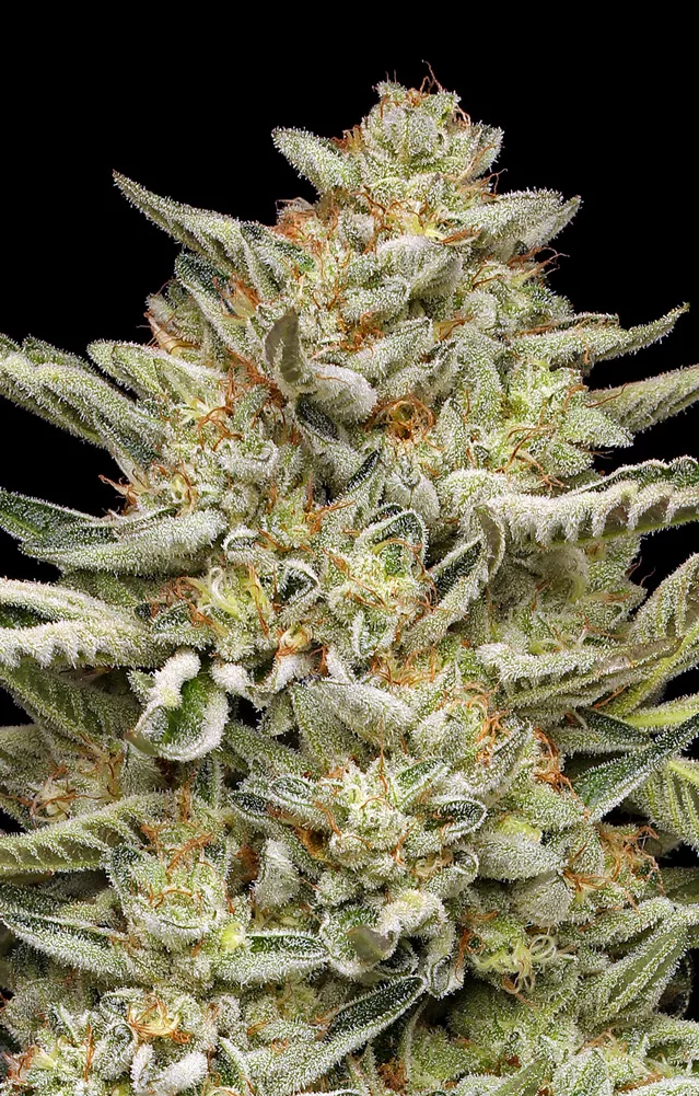 OG Triploid Auto von Humboldt Seed Company
