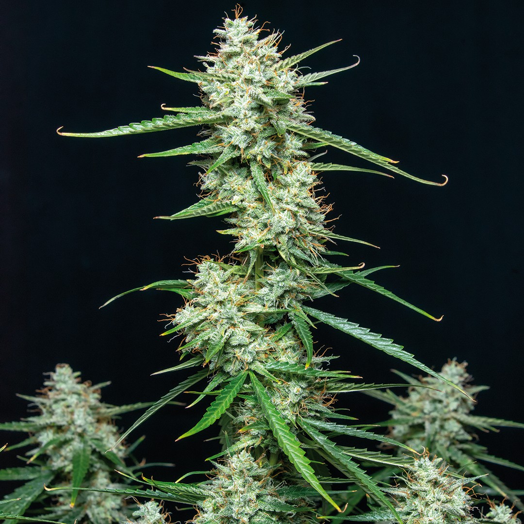 Syrup Auto Buddha Seeds