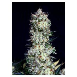 Rittus Haze von Absolute Cannabis Seeds