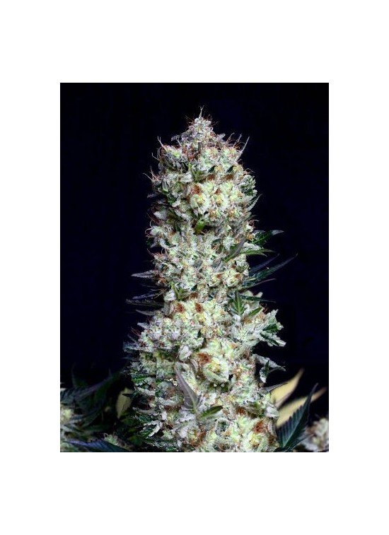 Rittus Haze von Absolute Cannabis Seeds