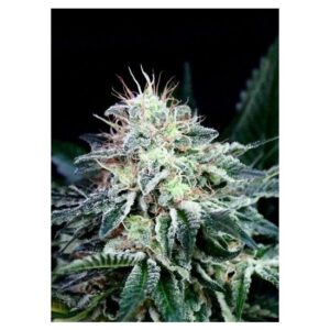 Radical Auto von Absolute Cannabis Seeds