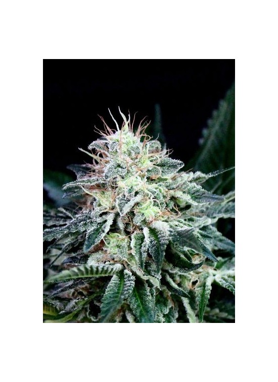 Radical Auto von Absolute Cannabis Seeds
