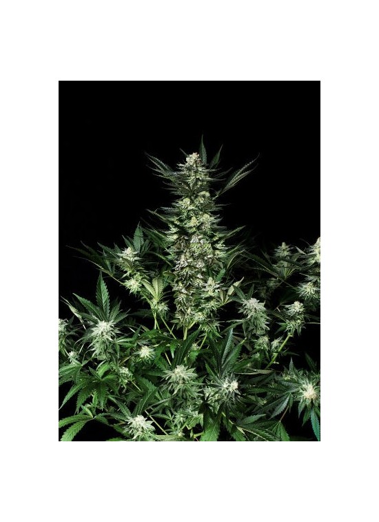 Amazing Auto von Absolute Cannabis Seeds
