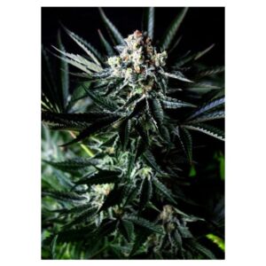 Amazing Auto von Absolute Cannabis Seeds