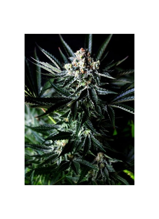 Amazing Auto von Absolute Cannabis Seeds