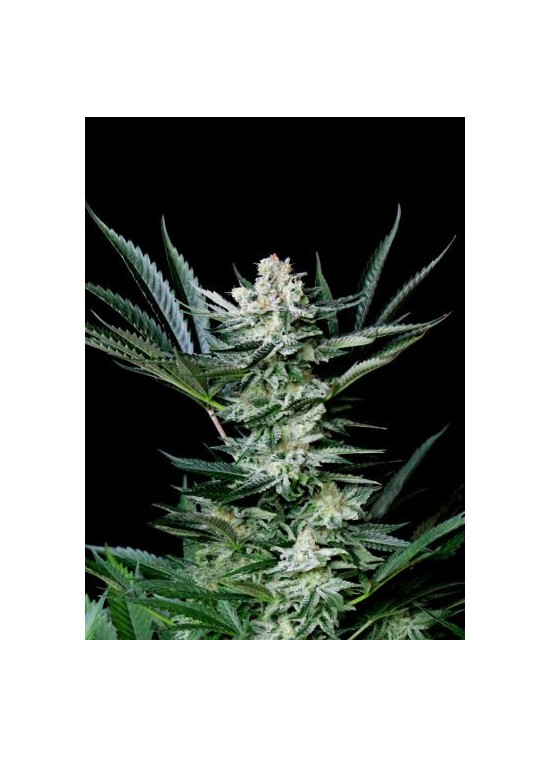 Amazing Auto von Absolute Cannabis Seeds