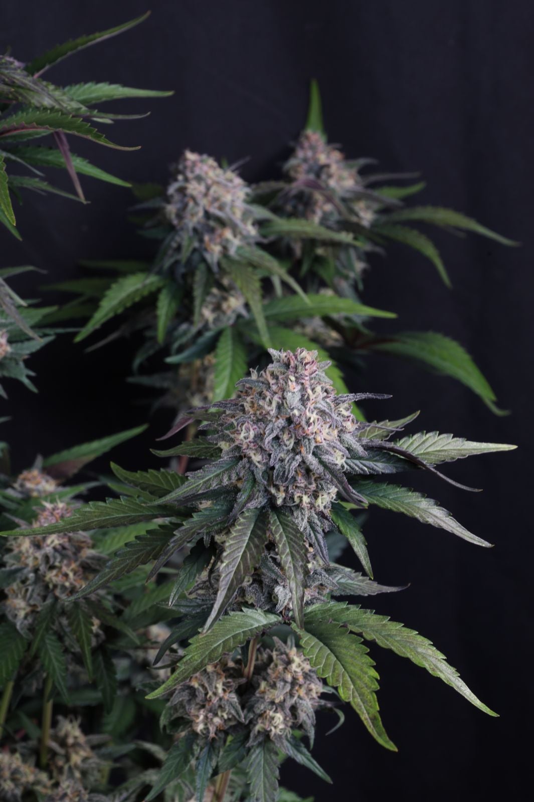 Lemon Cherry Sundae Auto von Fast Buds