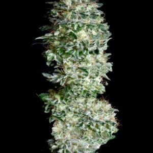 Absolute Herer von Absolute Cannabis Seeds