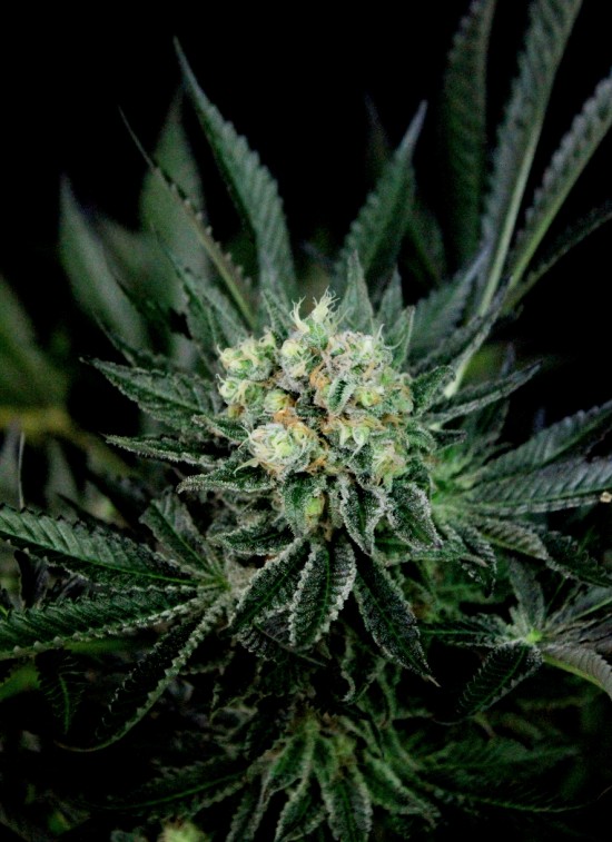 Critigal+ von Absolute Cannabis Seeds