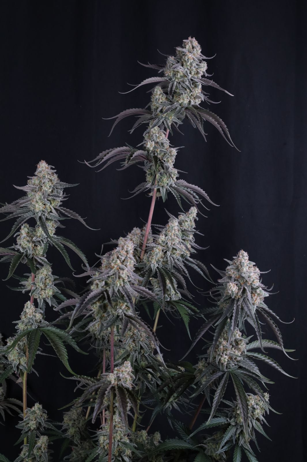 Pineapple OG Auto von Fast Buds