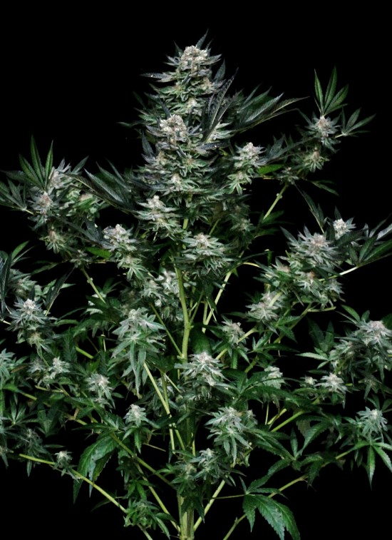 Critigal+ von Absolute Cannabis Seeds