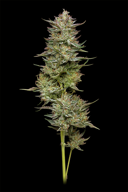 Jelly Donutz von Humboldt Seed Company