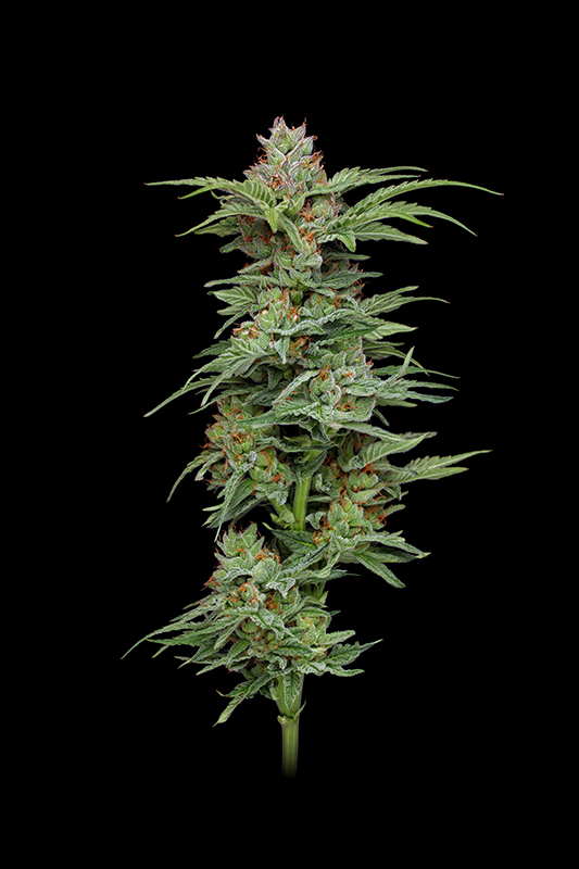 Pineapple Muffin Auto 3 St. Humboldt Seed Company
