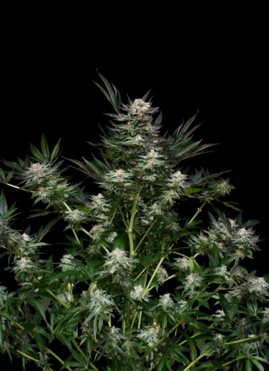 Chocolute F2 von Absolute Cannabis Seeds