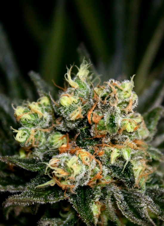 Chocolute F2 von Absolute Cannabis Seeds